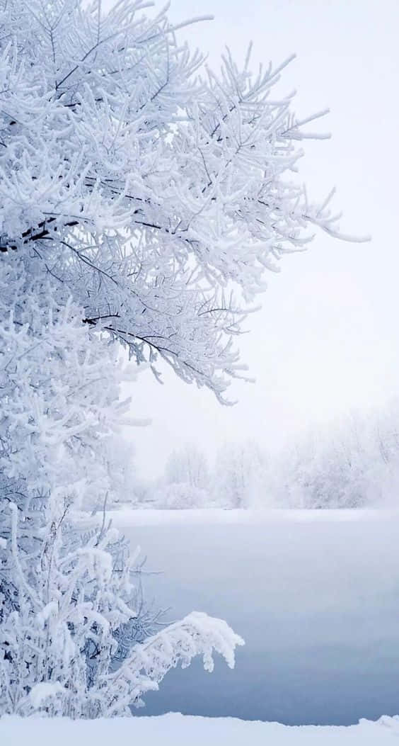 Refresh Your Wintery Day With A Snow Iphone. Wallpaper