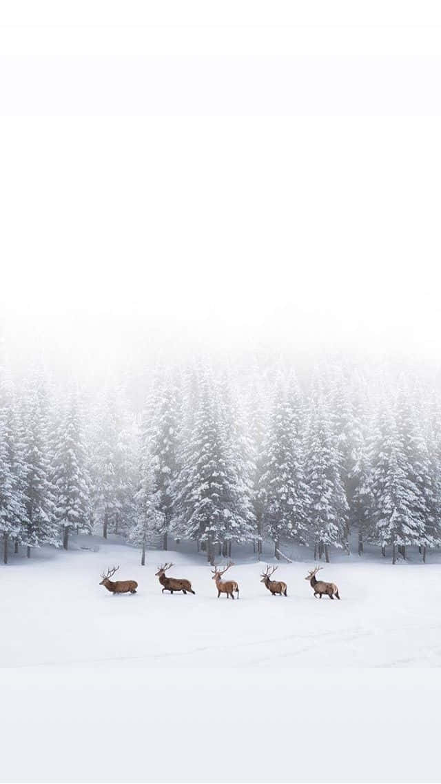 Reindeer On Snow Iphone Wallpaper