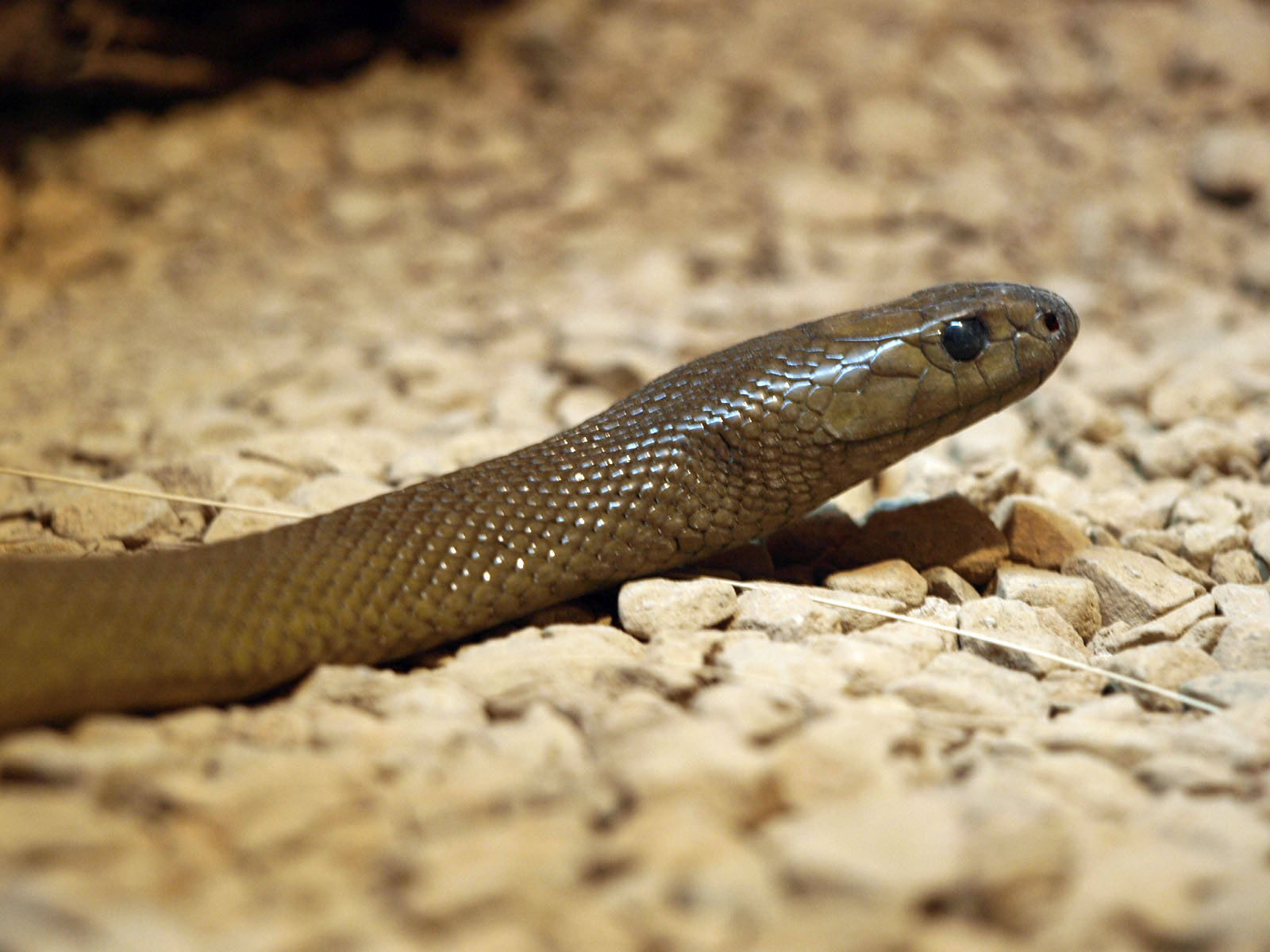 Reptile Taipan On Rock Pebbles Wallpaper