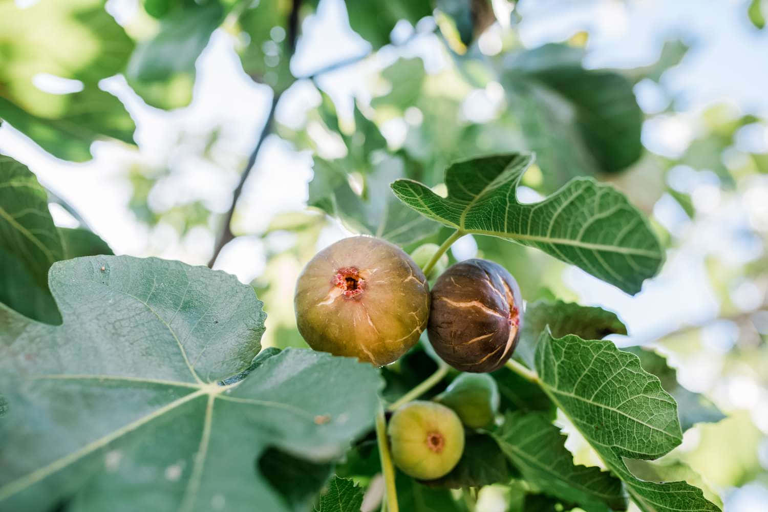 Ripe Figson Tree Branch Wallpaper