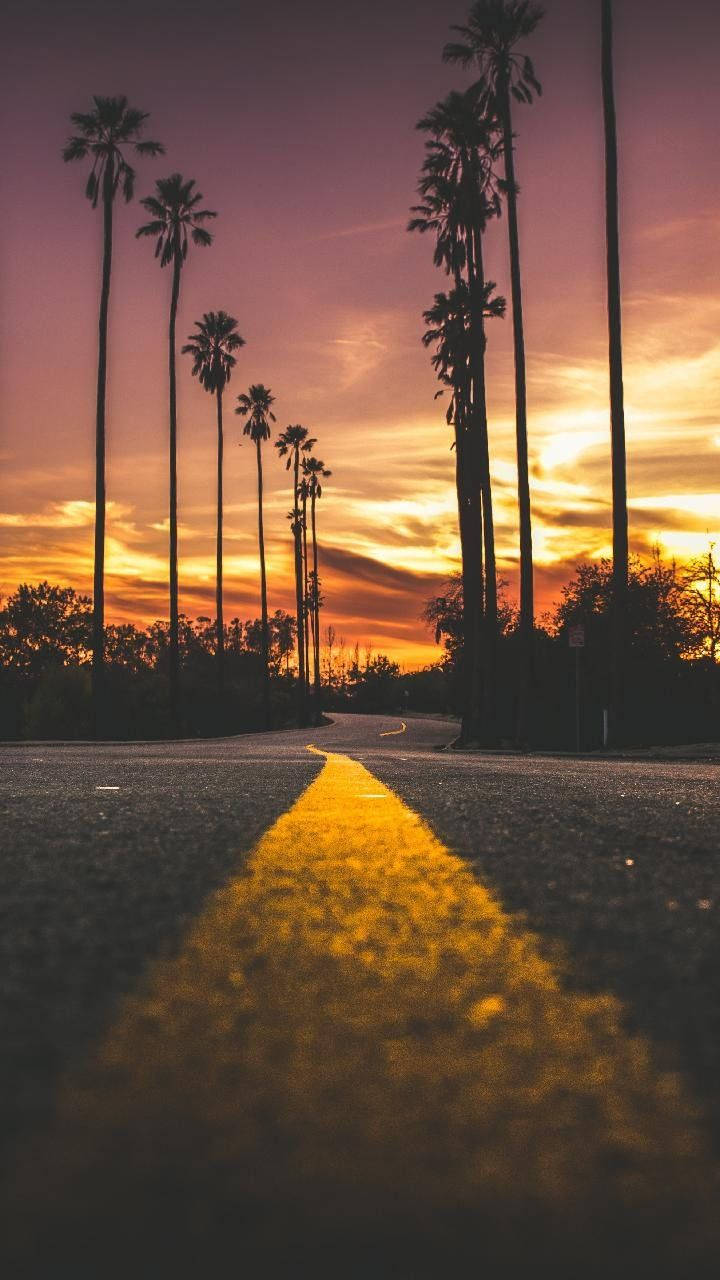 Road With Palm Trees Malibu Iphone Wallpaper