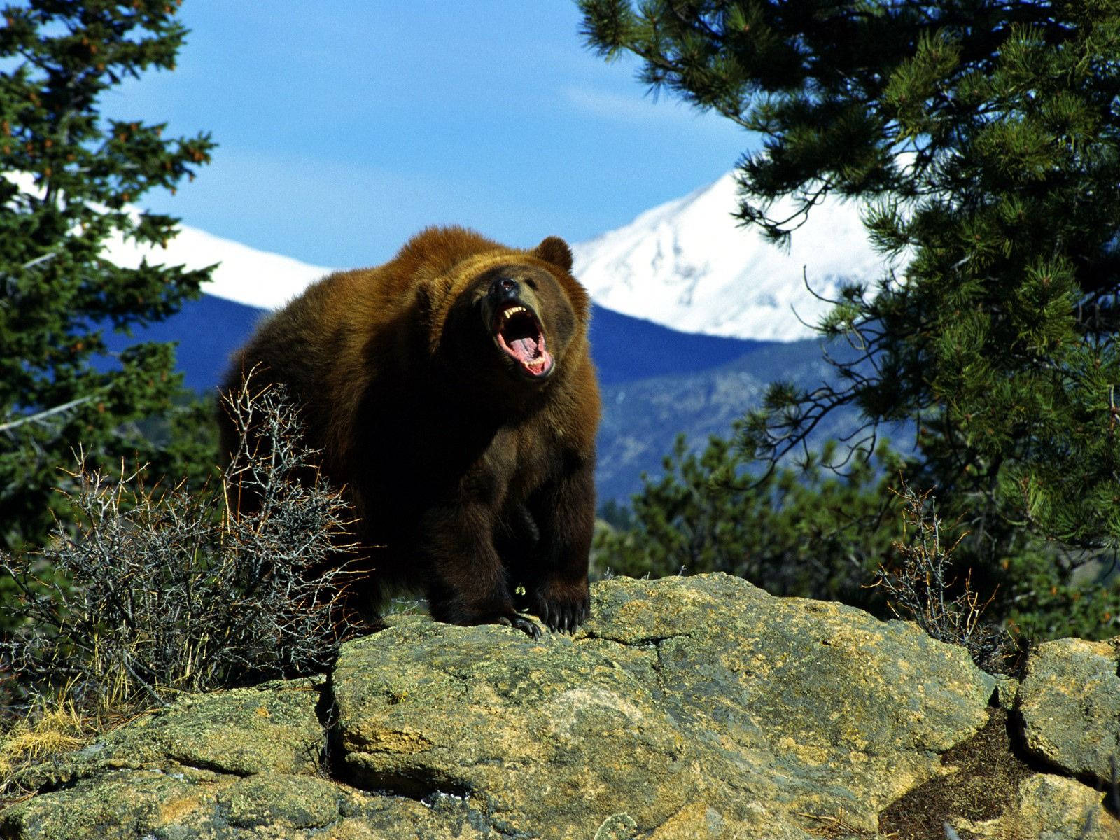 Roaring Kodiak Bear Wallpaper