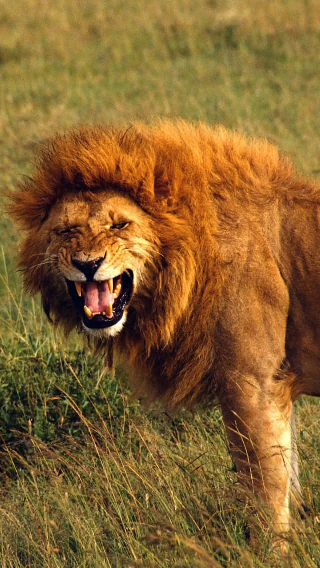 Roaring Lion On A Windy Day Wallpaper