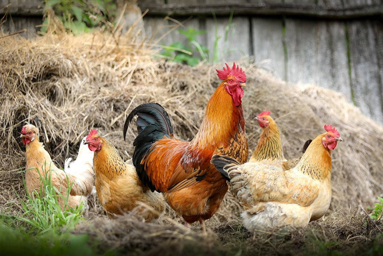 Rooster With Chickens In Barn Wallpaper