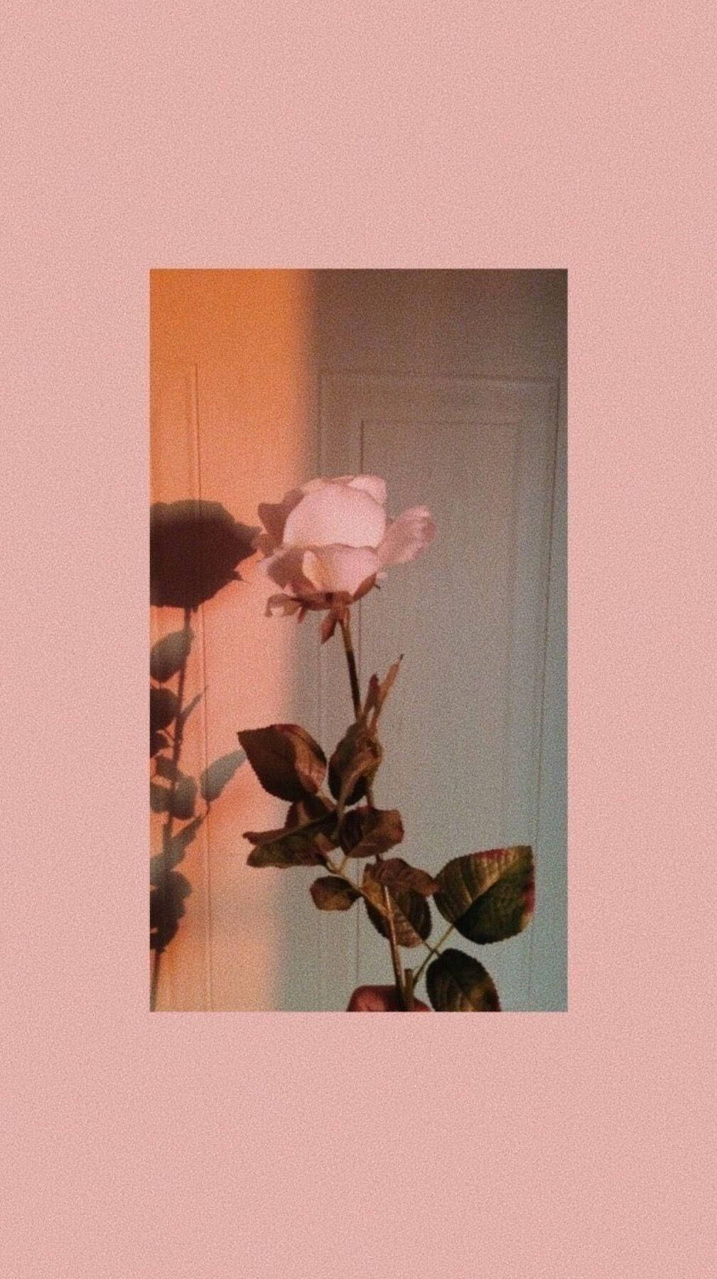 Rose Gold Tumblr Flower In Door Wallpaper