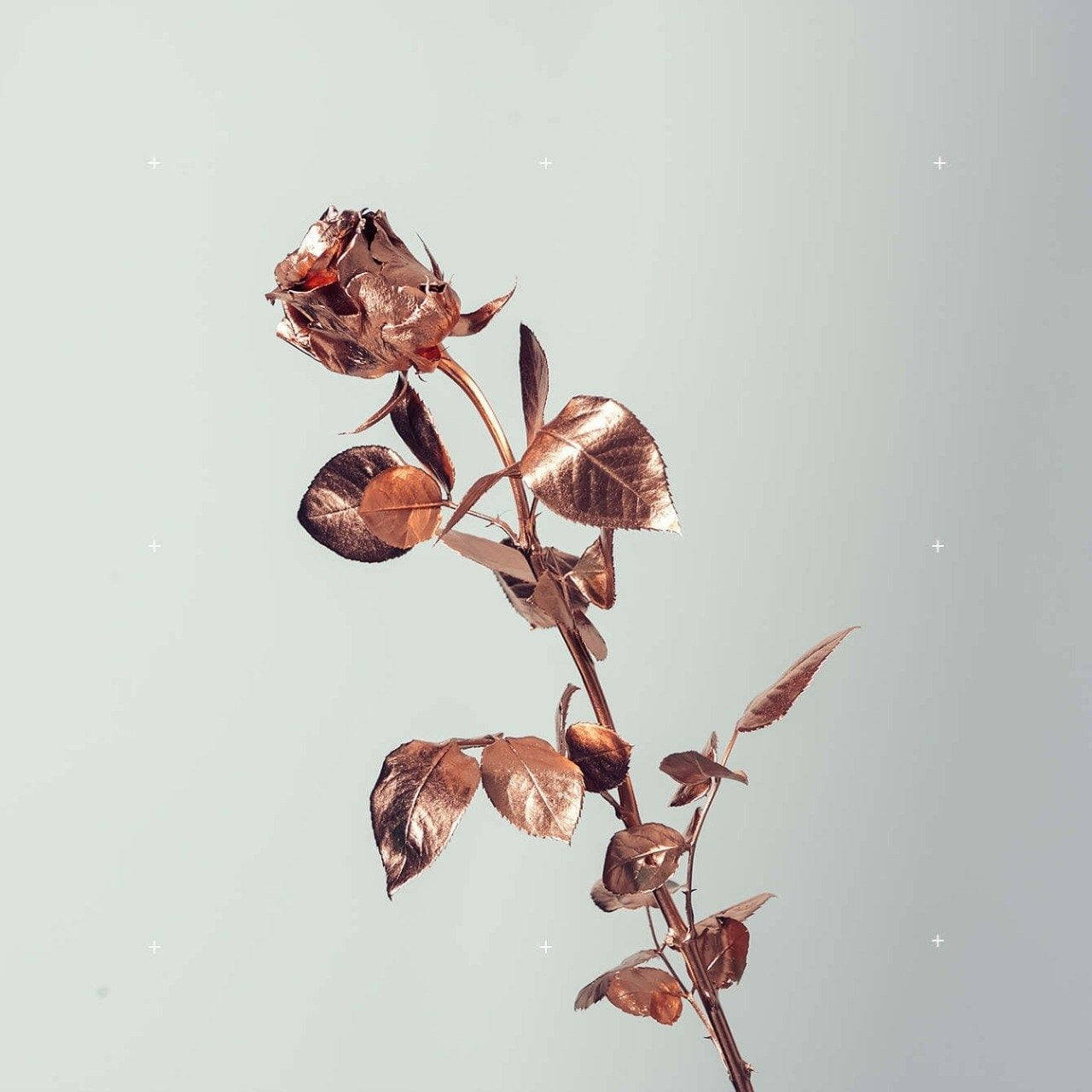 Rose Gold Tumblr Roses In White Wallpaper