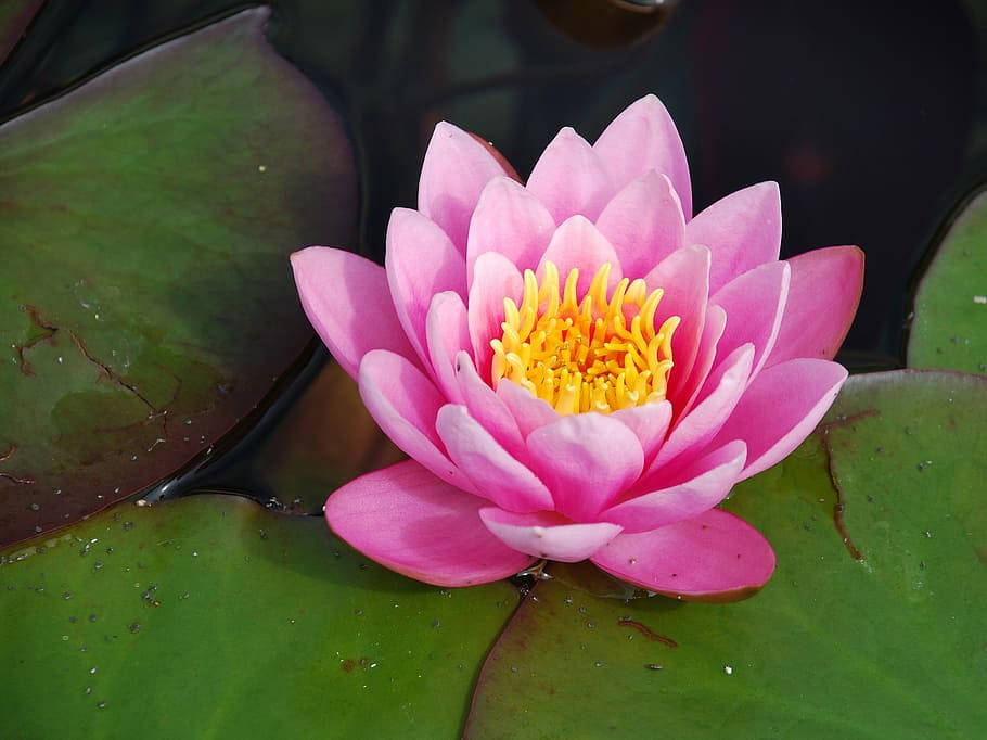 Rose Like Water Lily Wallpaper