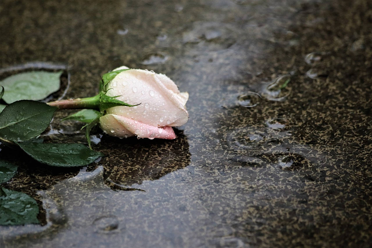 Rose On Pavement Condolence Wallpaper