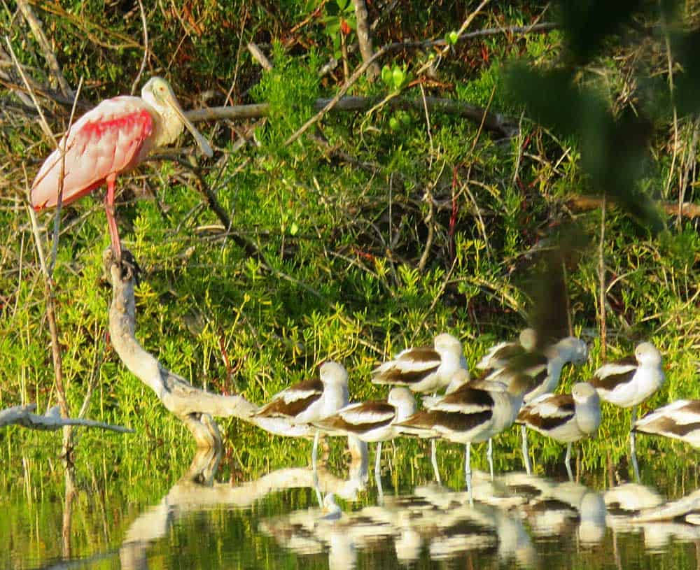 Roseate Spoonbill Everglades National Park Wallpaper