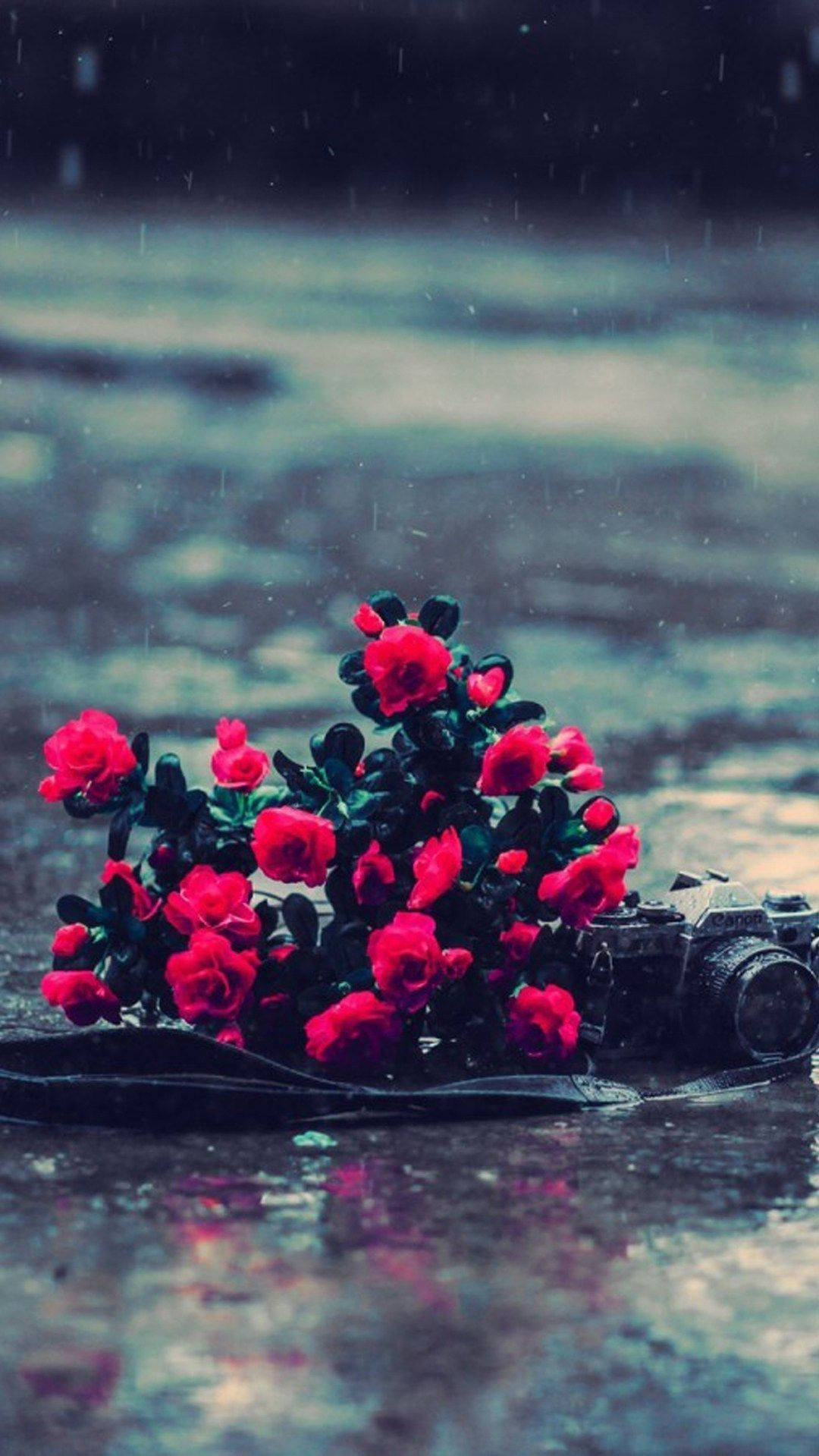 Roses And Camera On Most Beautiful Rain Wallpaper