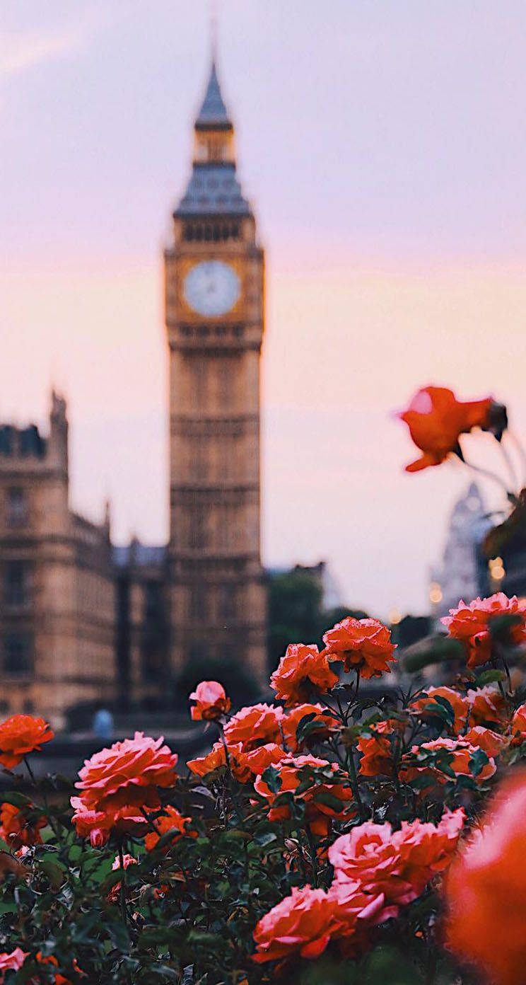 Roses In London Wallpaper