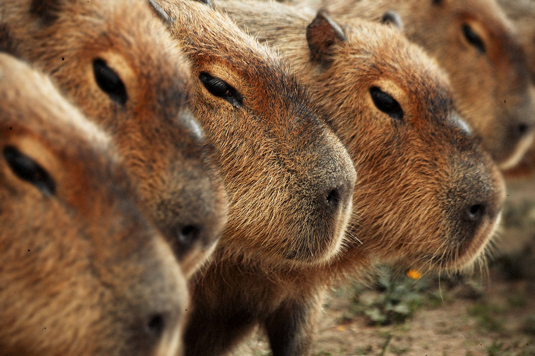 Row Of Capybara Heads Wallpaper