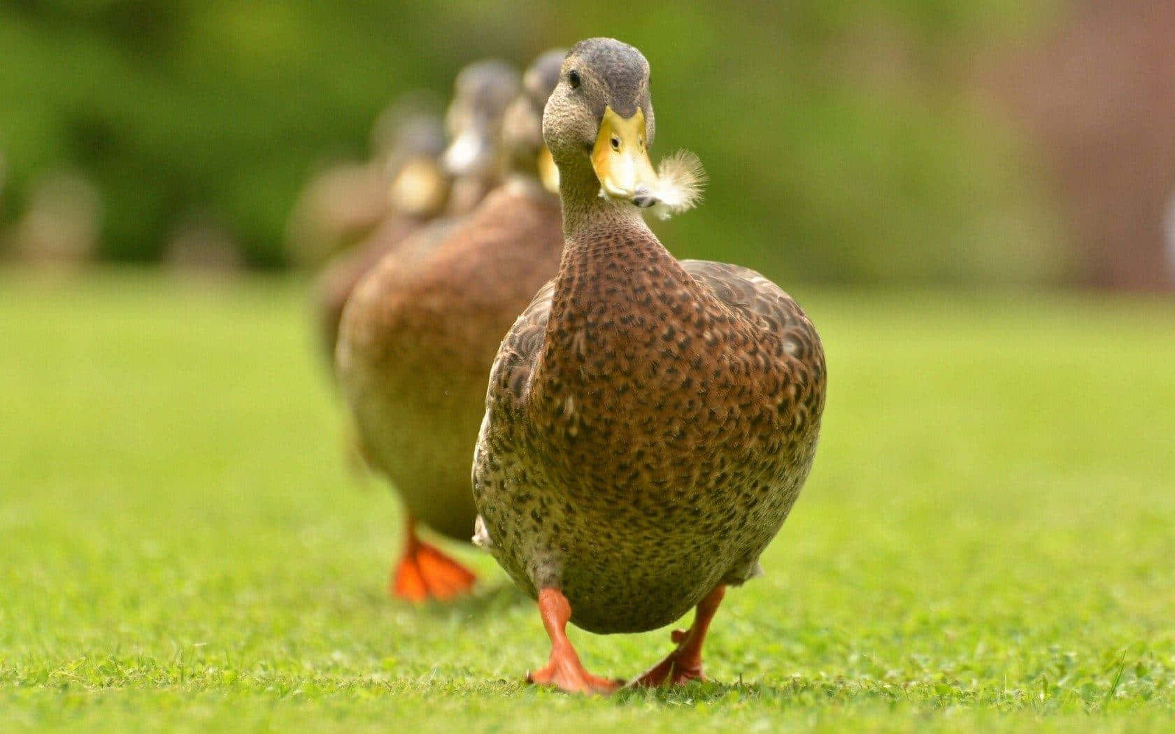 Row Of Hooked Bill Duck Hunting Desktop Wallpaper