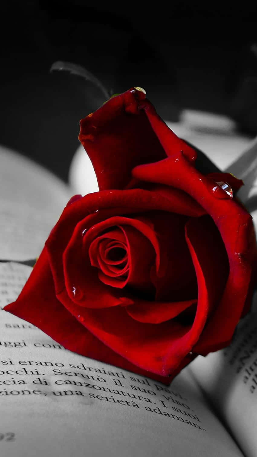 Ruby Red Rose Mobile Wallpaper