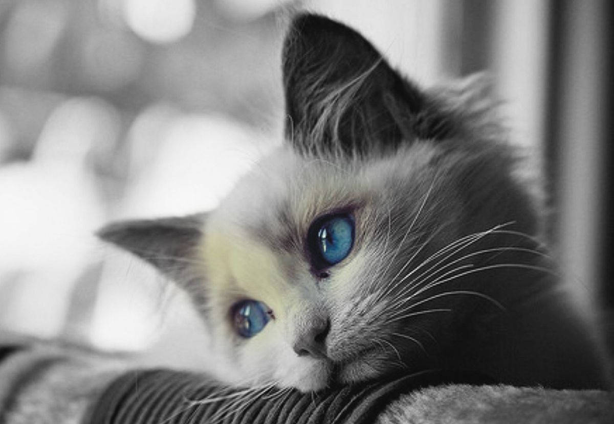 Sad Blue-eyed Cat Wallpaper