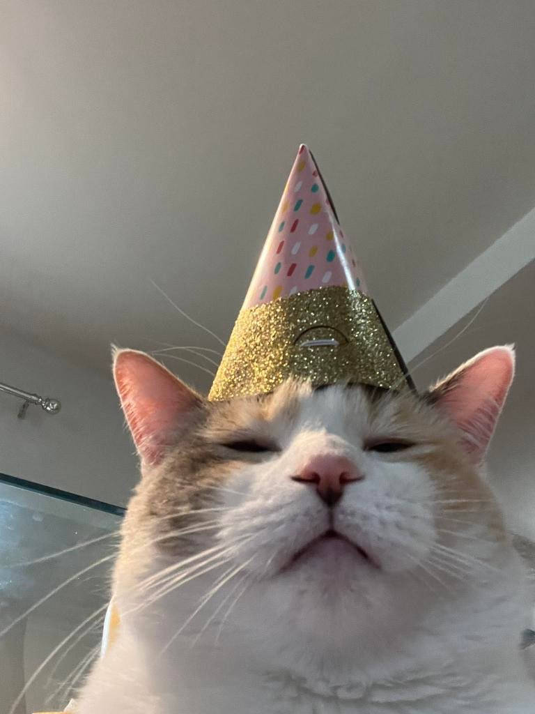 Sad Meme Cat With Hat Wallpaper