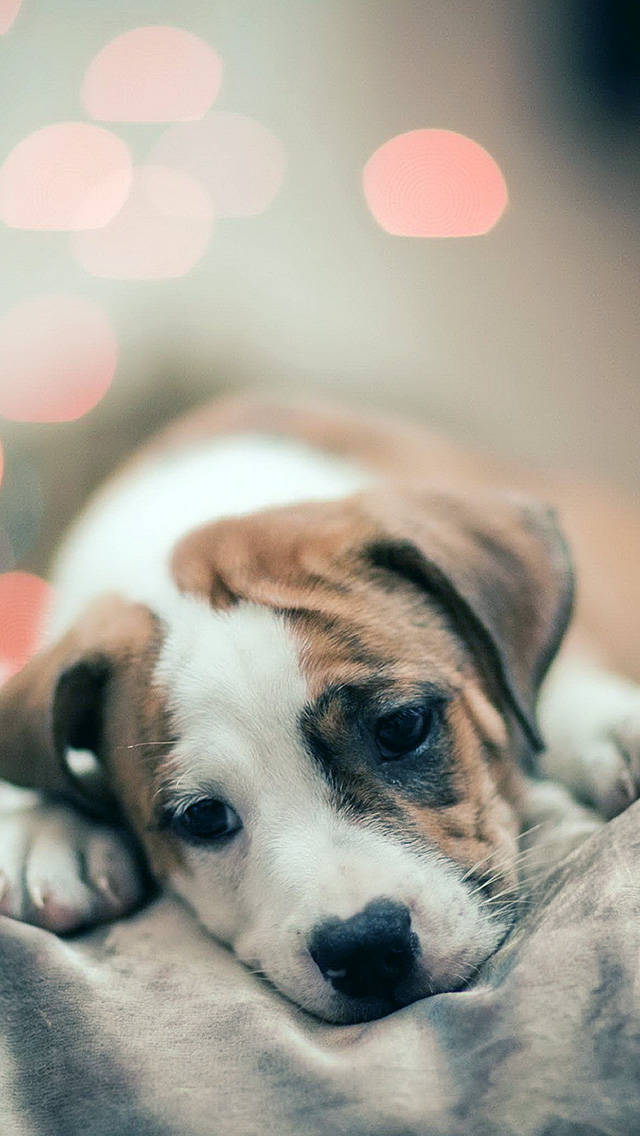Sad Puppy Iphone Wallpaper