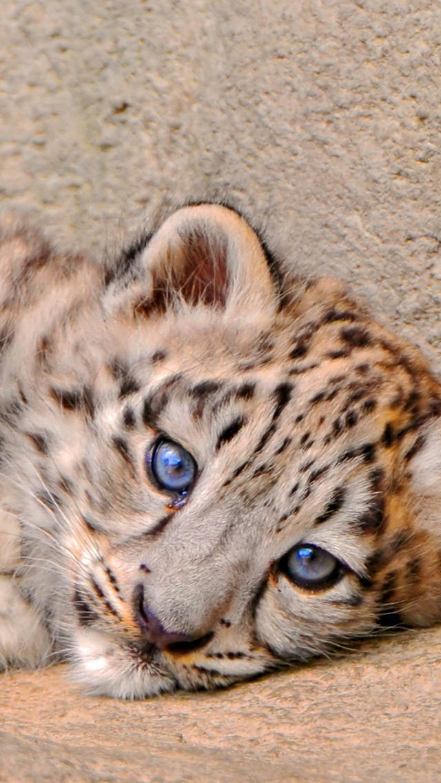 Sad Snow Leopard Iphone Wallpaper