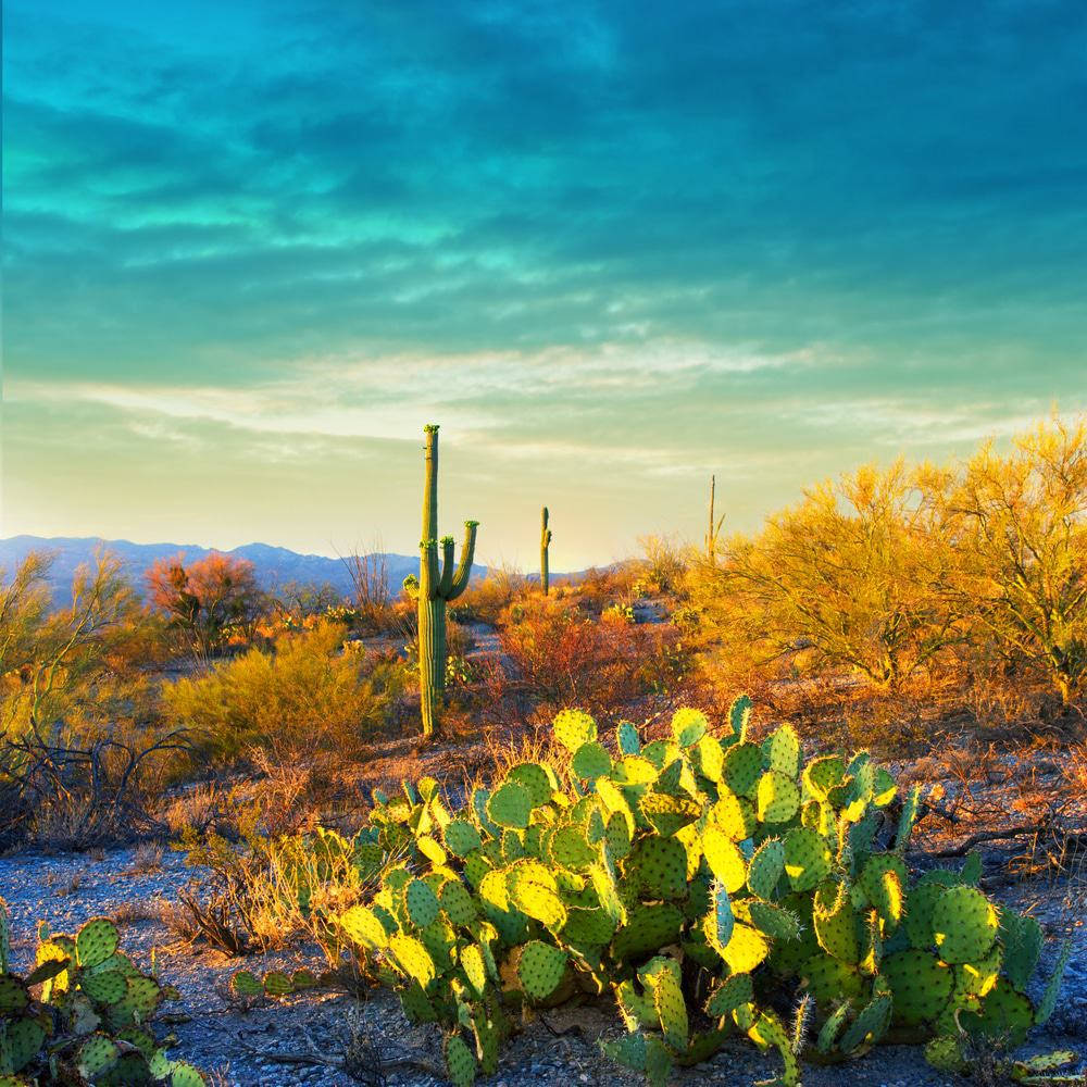 Saguaro National Park Tucson Wallpaper