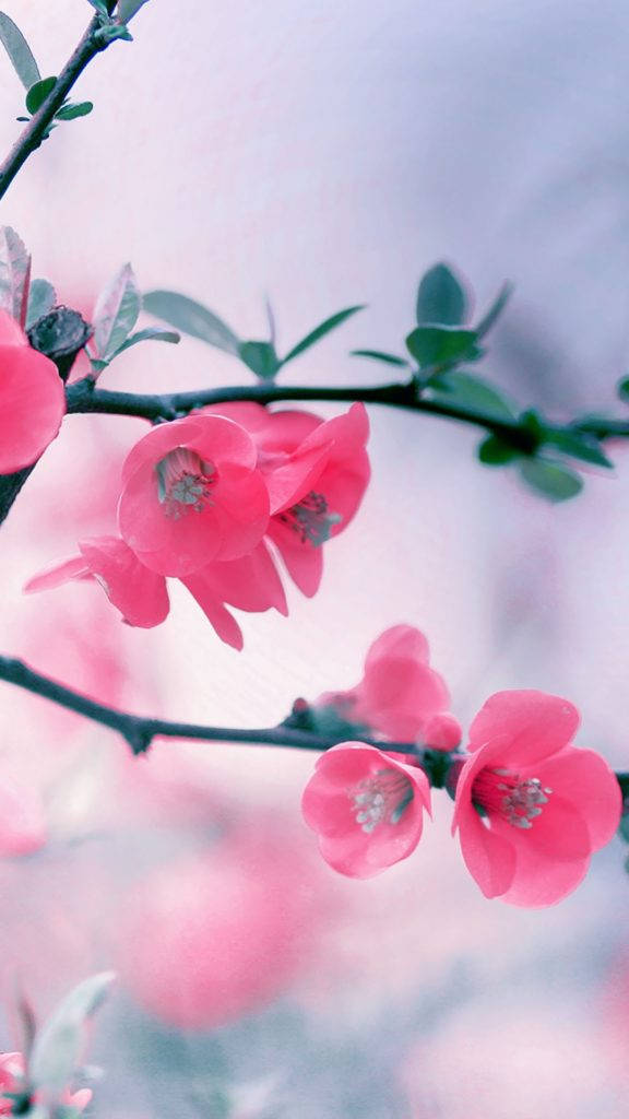 Sakura Blossoms Pink Iphone Wallpaper