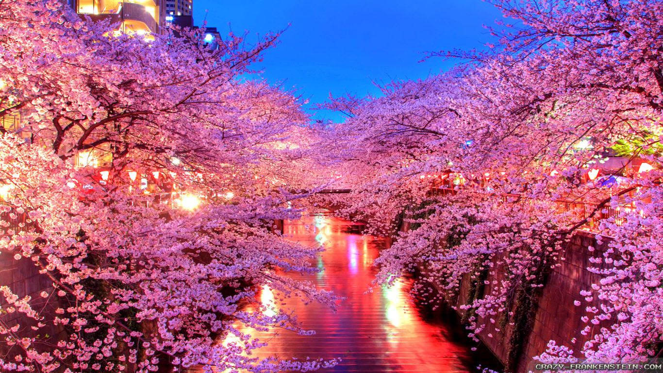 Sakura Japan Spring Wallpaper