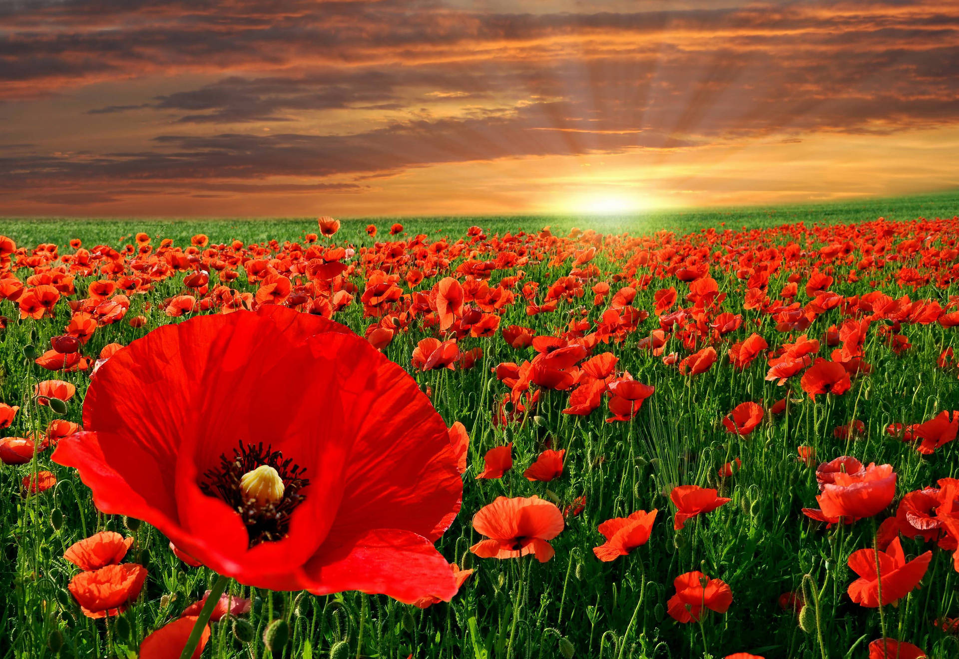 Sunset poppy field, pretty, amazing, poppies, bonito, sunset, sky, summer,  flowers, HD wallpaper | Peakpx