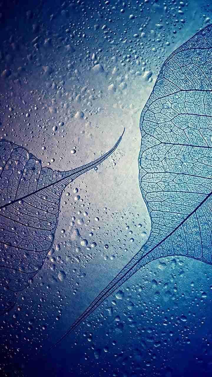 Samsung Galaxy J7 Transparent Skeleton Leaves On Wet Glass Wallpaper