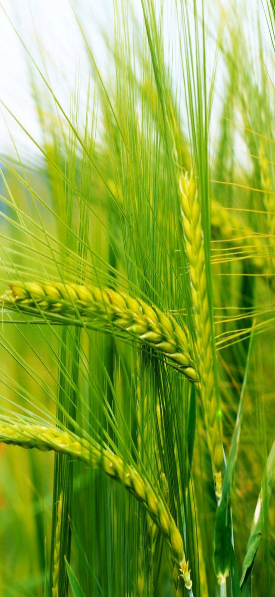 Wallpaper Green Wheat Field During Daytime, Background - Download Free Image