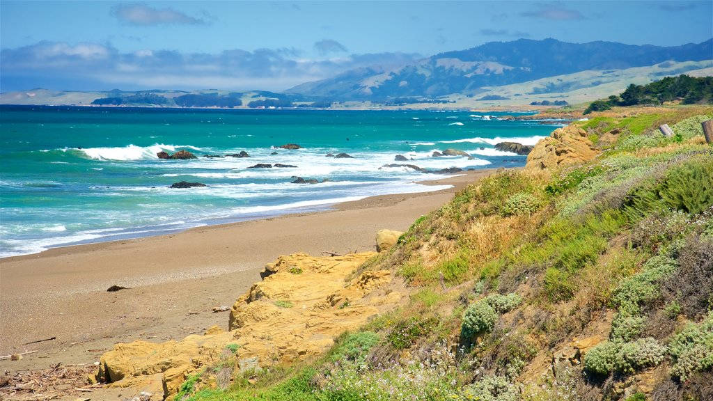 San Simeon Beachside Foliage Wallpaper