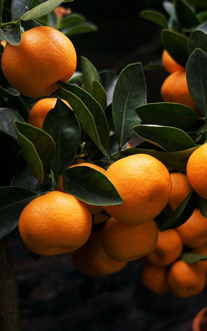 Satsuma Fruits On Tree Wallpaper