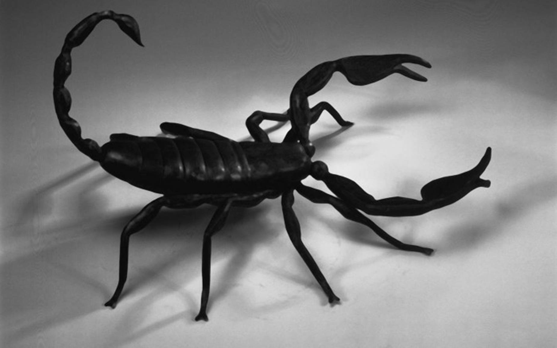 Scorpion Black White Aesthetic Wallpaper