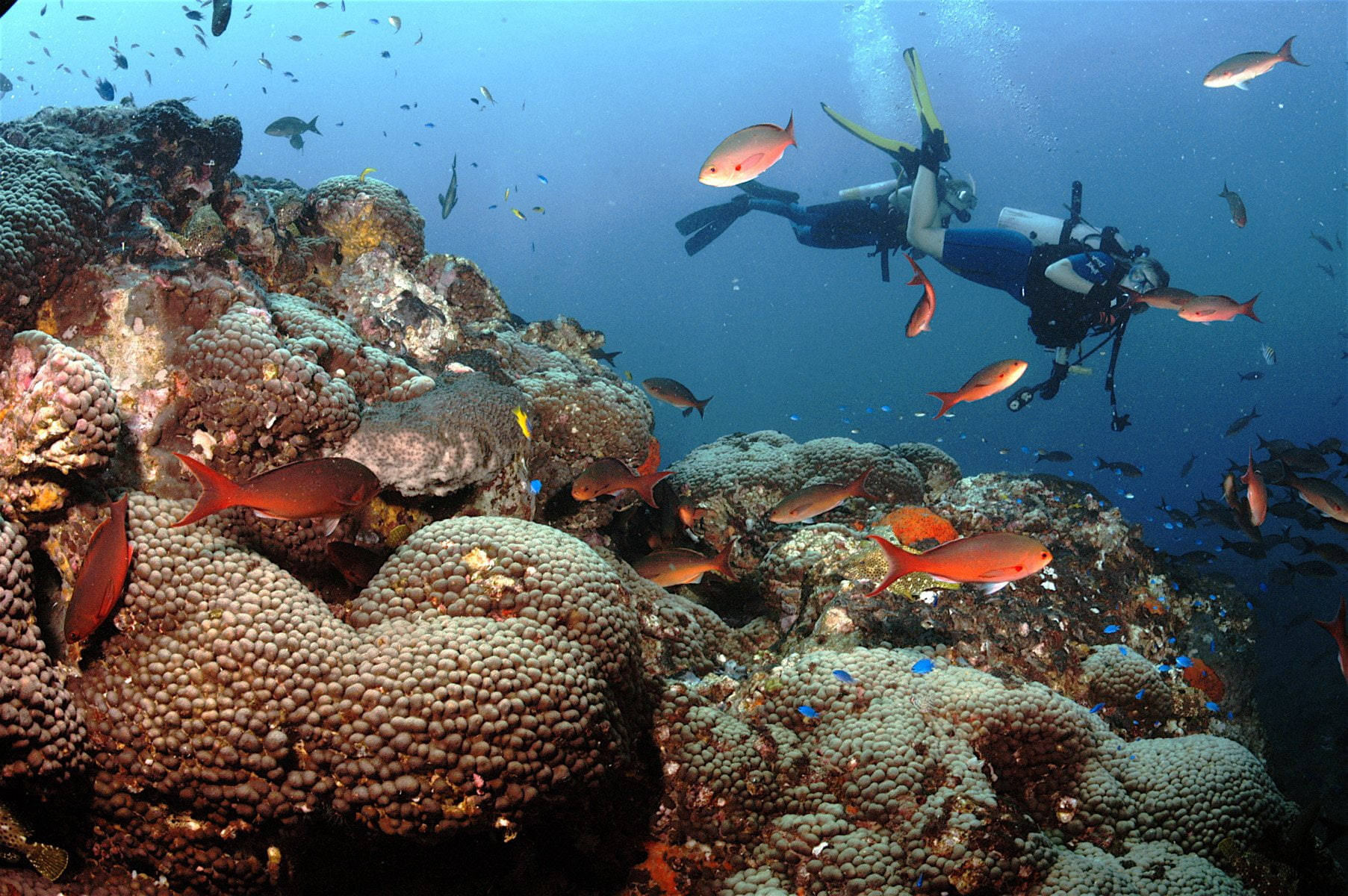 Scuba Diver Exploring Vibrant Marine Life Wallpaper