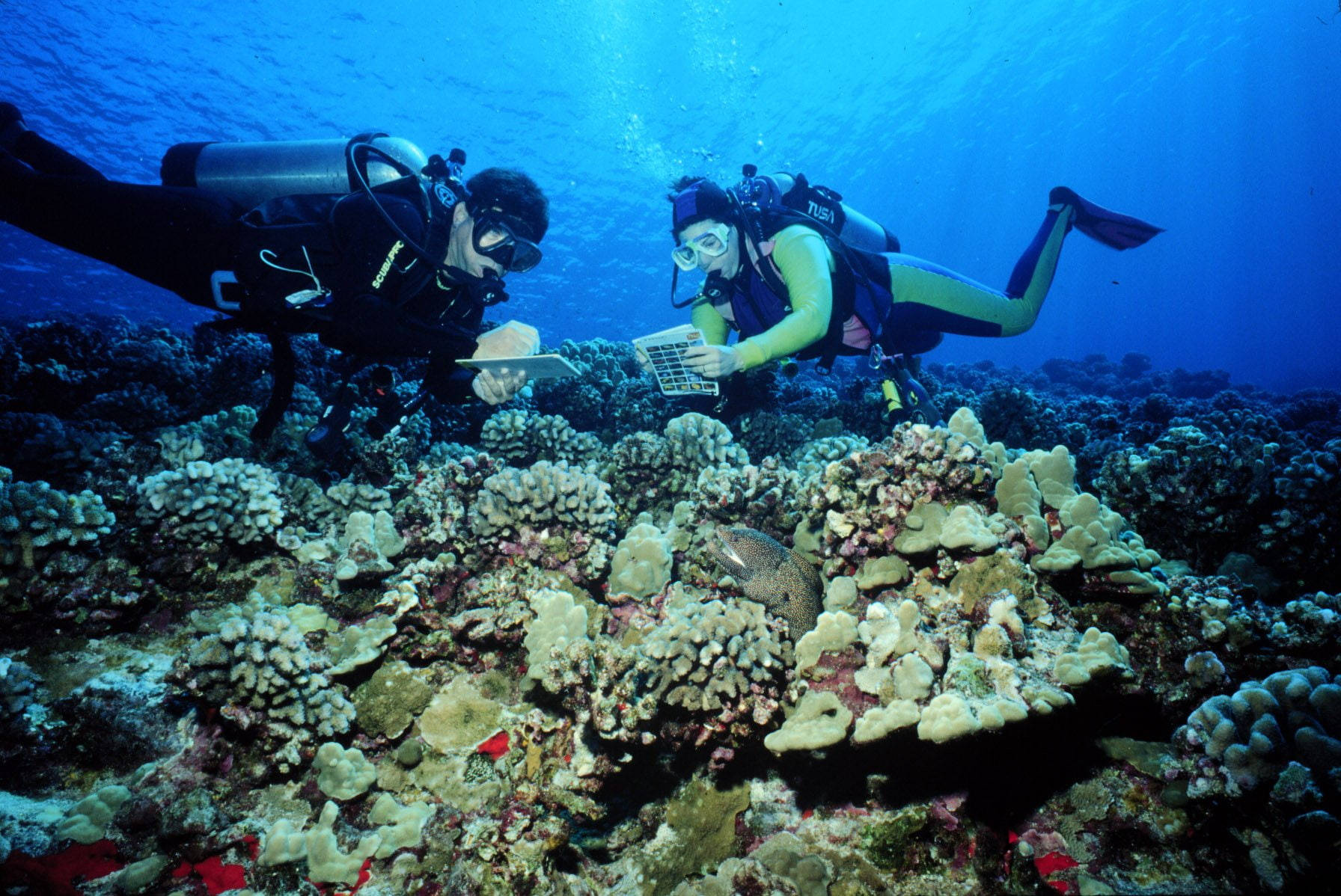 Scuba Diving Marine Researchers Wallpaper