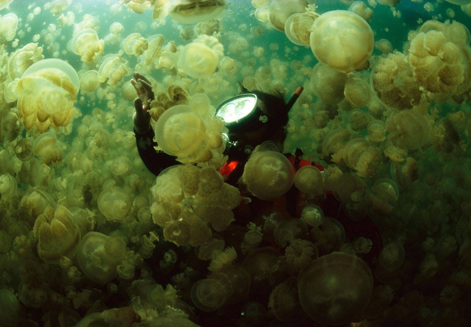 Scuba Diving Surrounded By Jellyfish Wallpaper