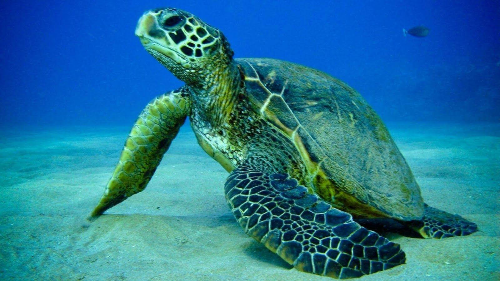 Sea Turtle Crawling Under The Ocean Sand Wallpaper