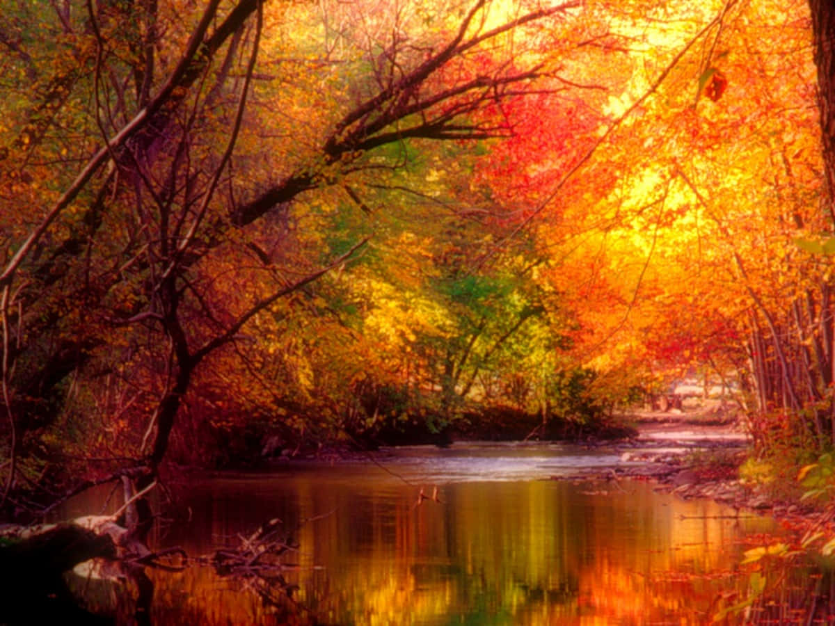 Seasonal Autumn River Peaceful Tree Leaves Wallpaper