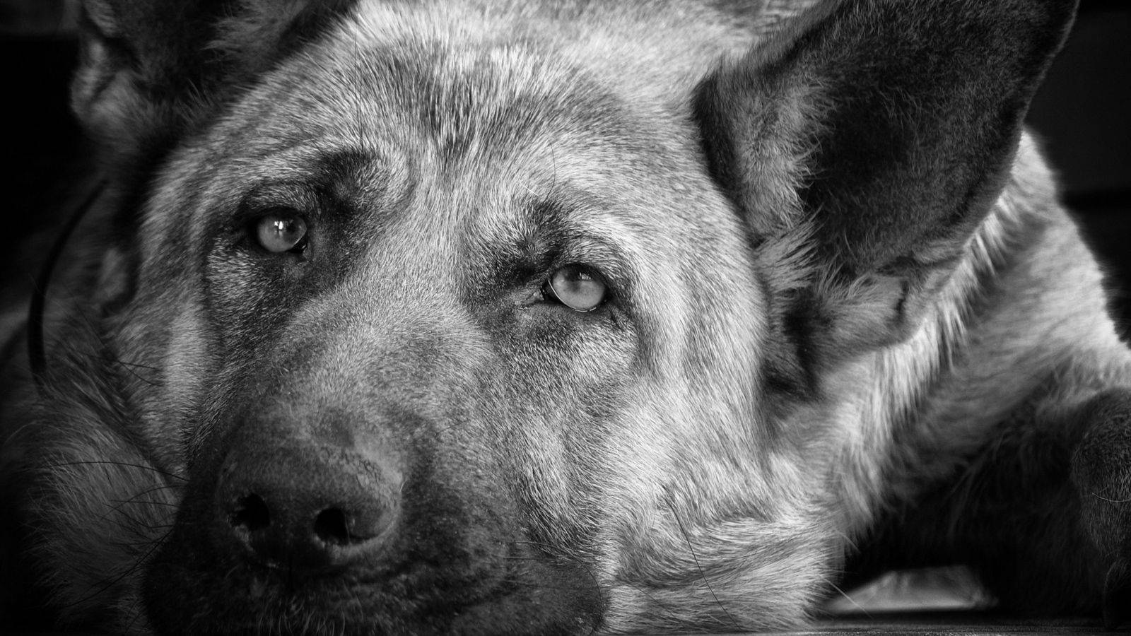 Senior Black And White Dog Wallpaper