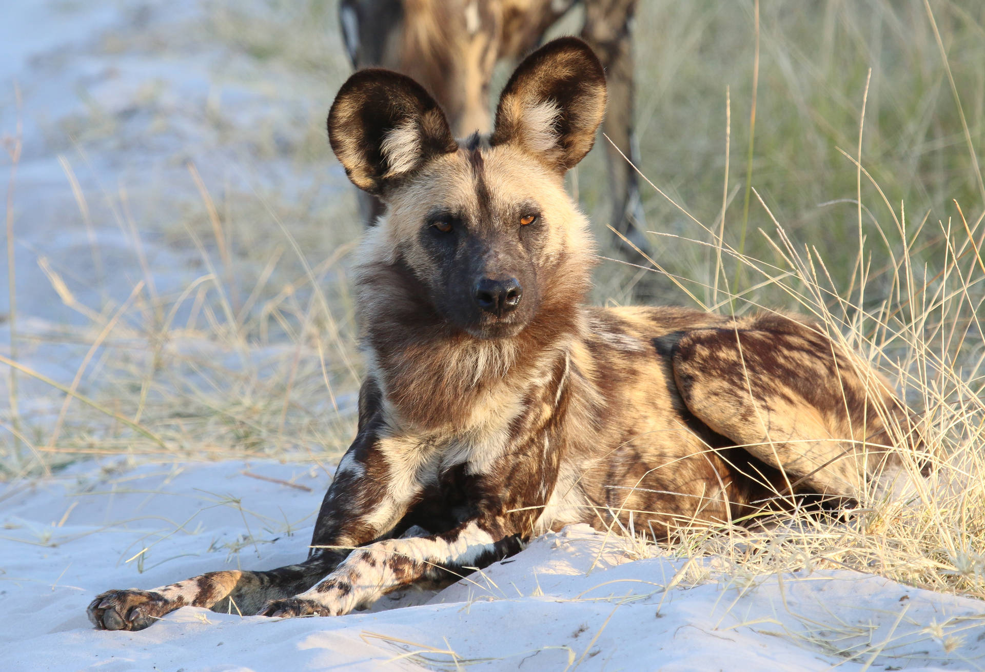 Striped hyena, Baby Hyena HD wallpaper | Pxfuel