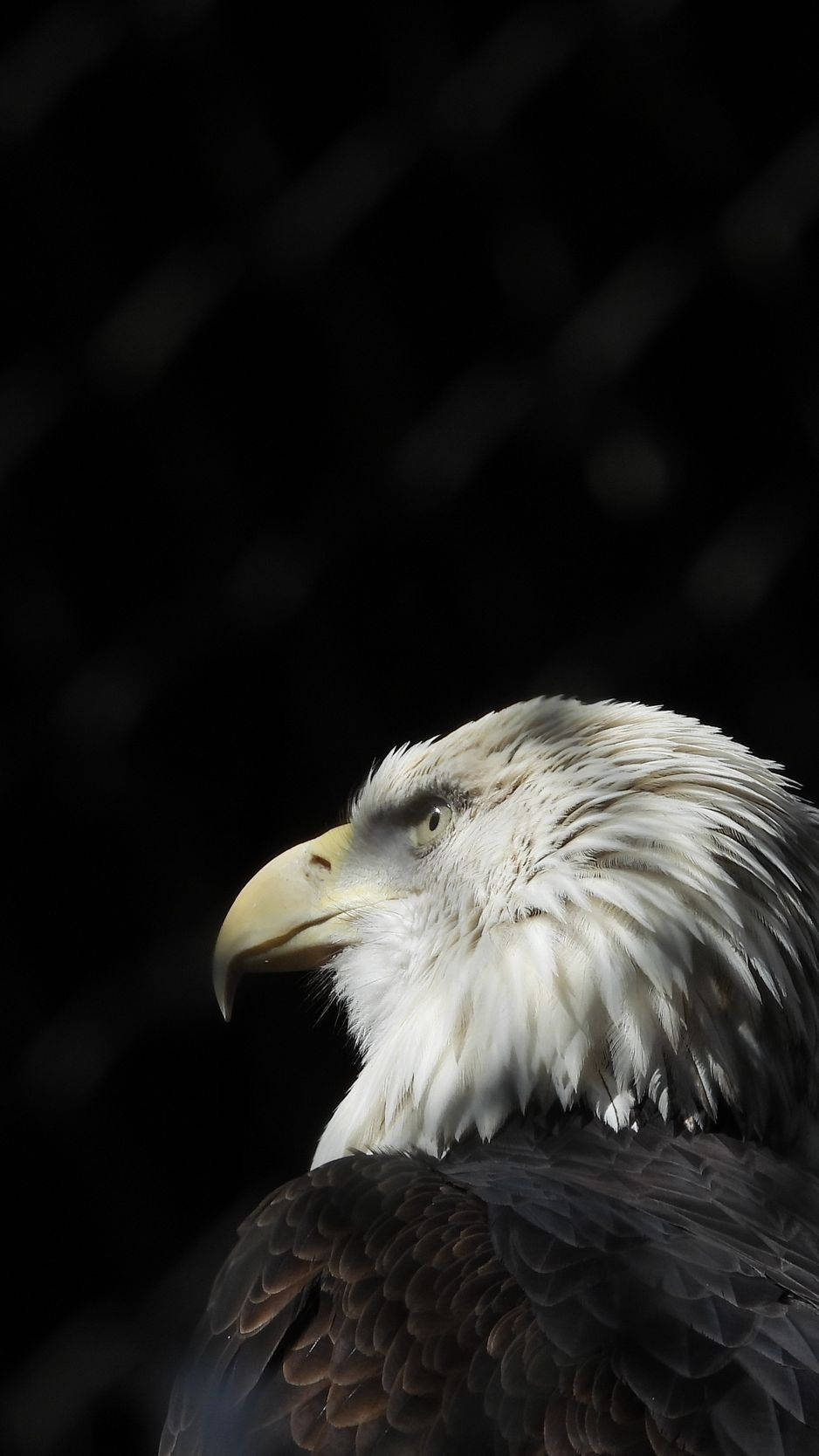 Shadowed Eagle America Iphone Wallpaper