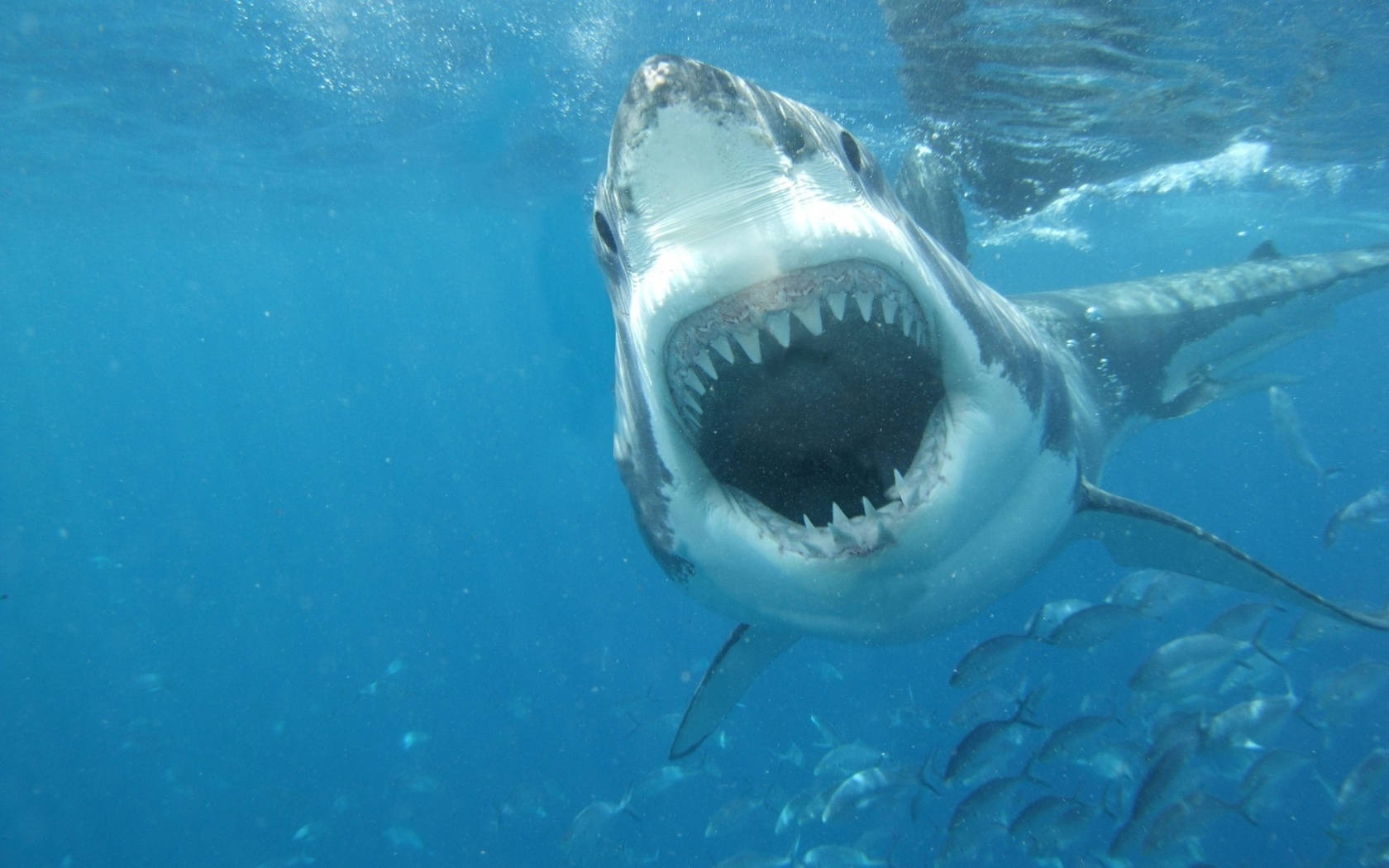 Shark Attack With Sharp Teeth Wallpaper