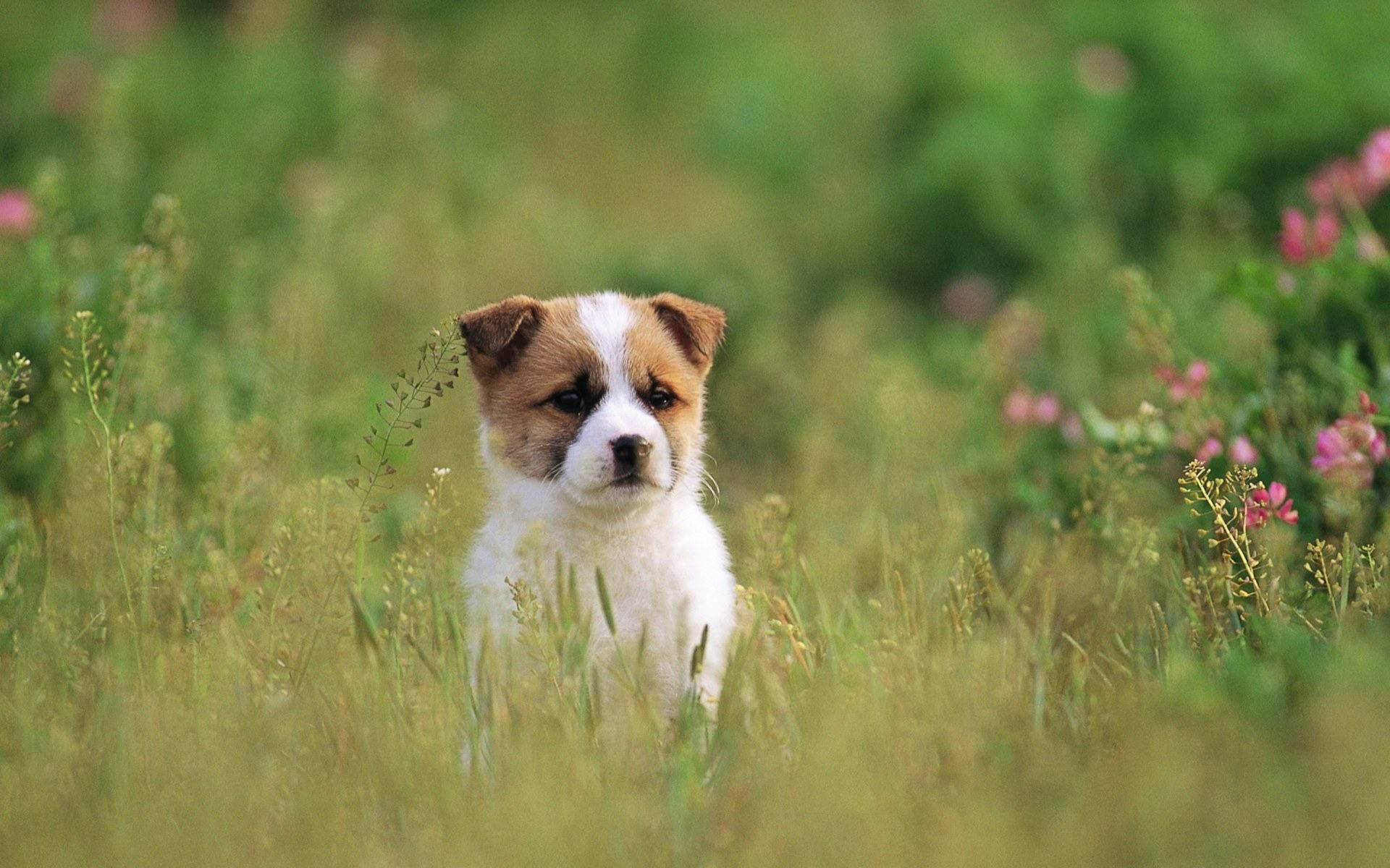 Sheepdog Puppy Dog In Grass Field Wallpaper