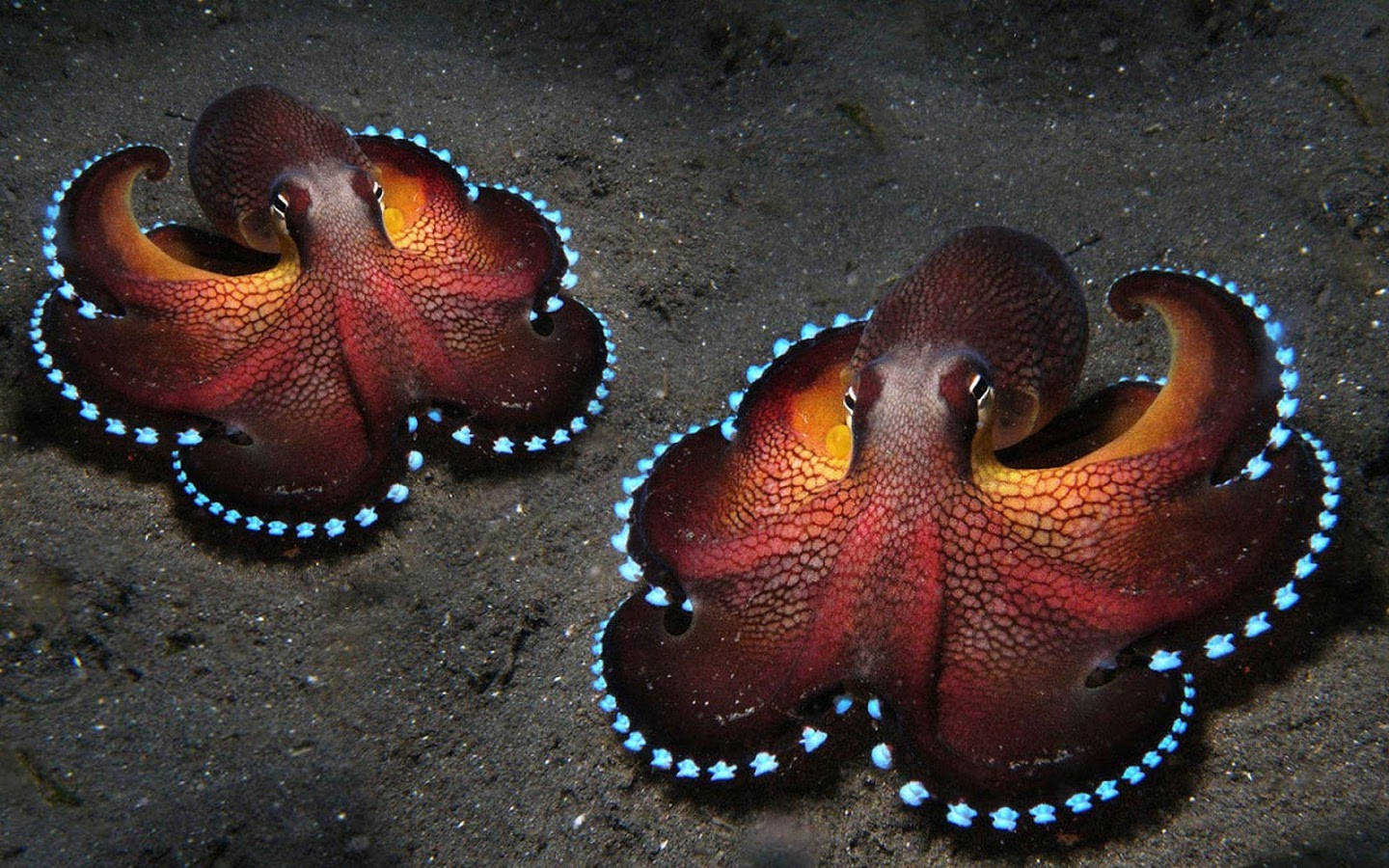 Shining Octopus Wallpaper