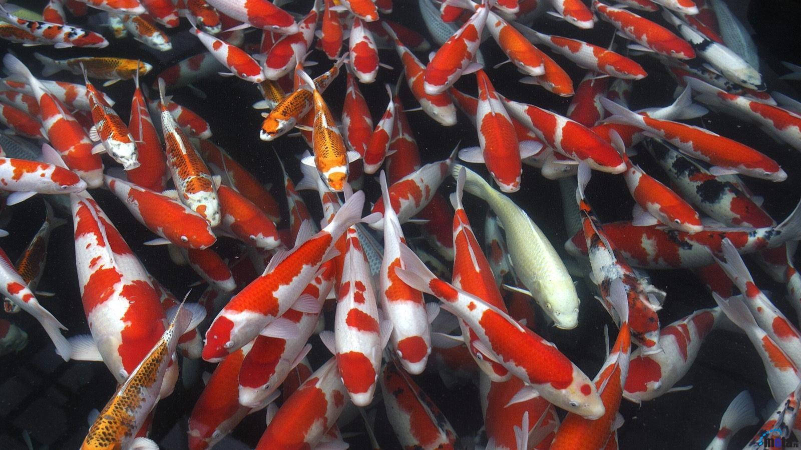 Shoal Of Koi Fish Wallpaper