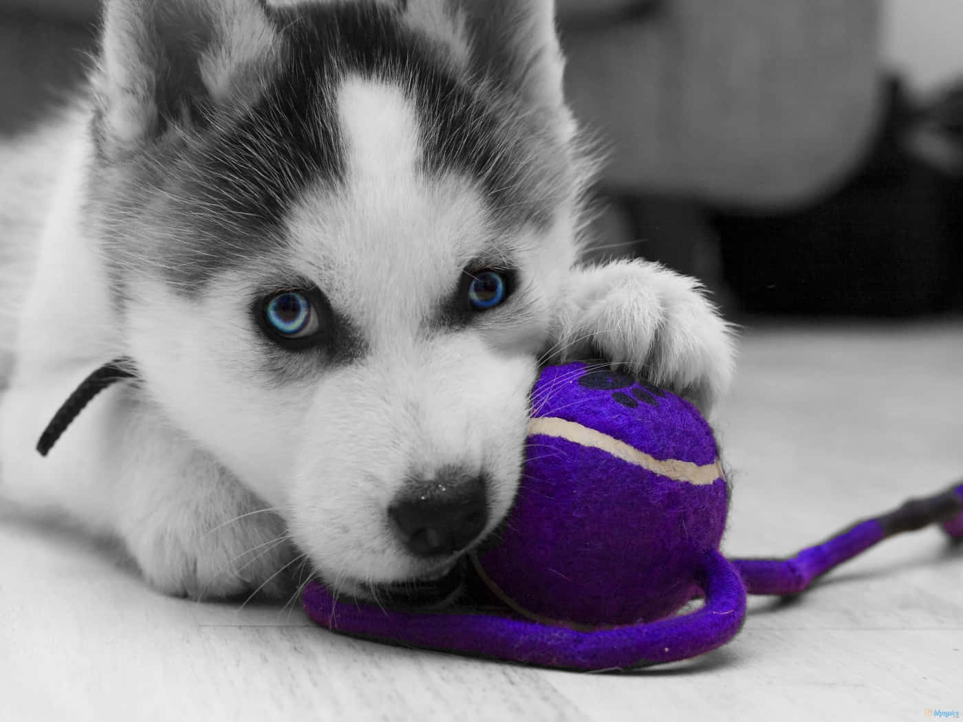 Siberian Husky Puppy With A Ball Wallpaper