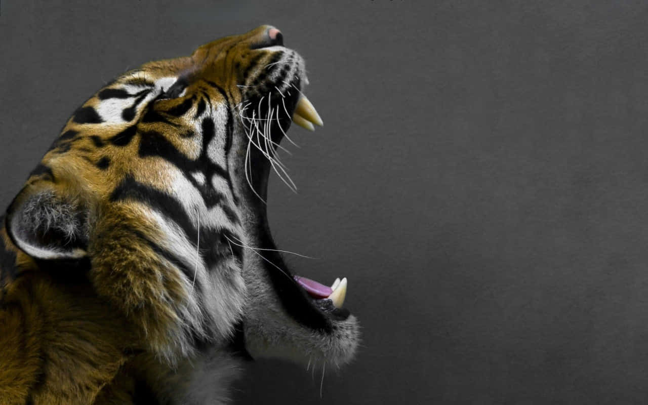 Side Profile Of A Tiger Wallpaper