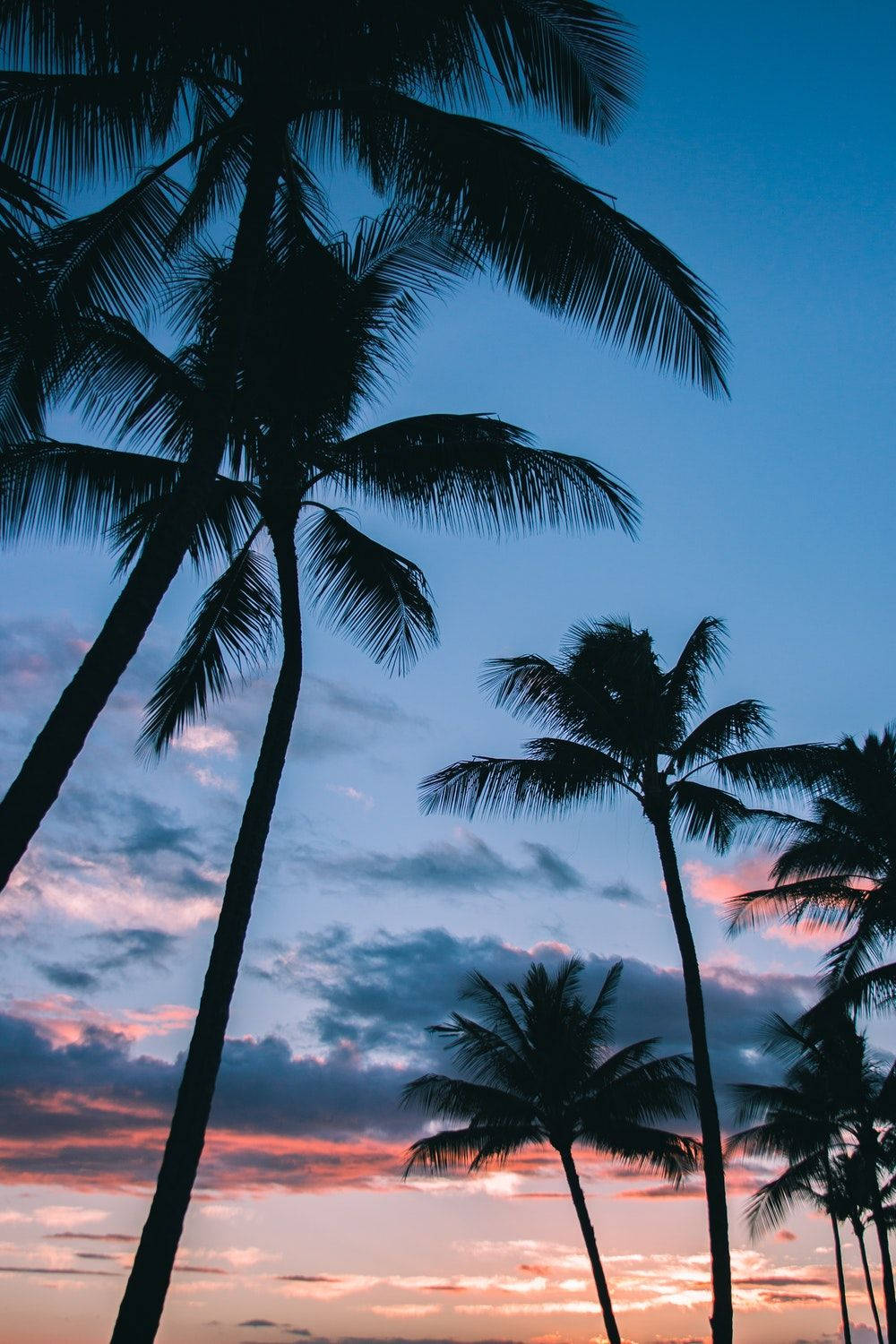 Silhouette Of Coconut Trees Wallpaper