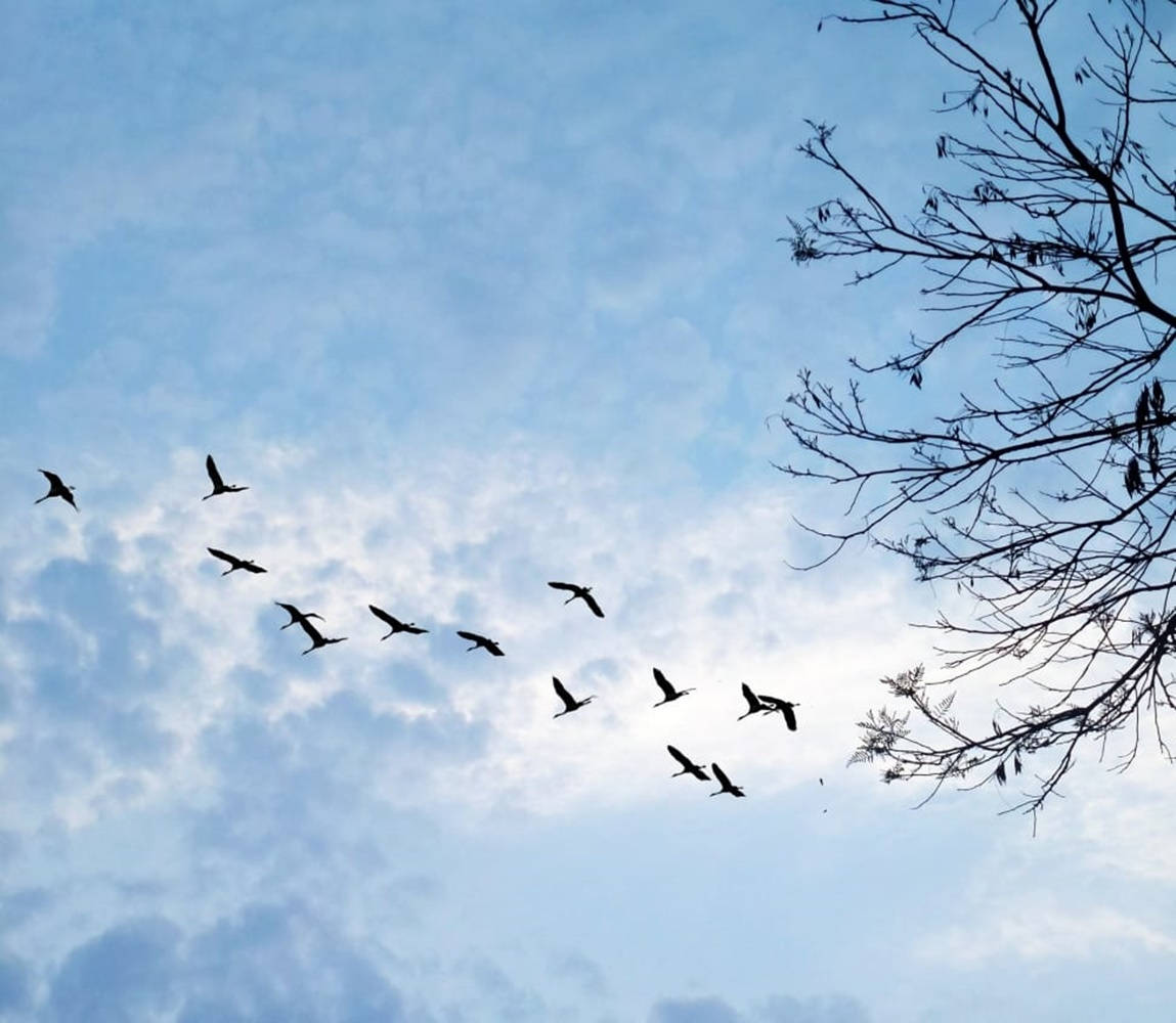 Silhouetted Birds Flying Near The Leafless Tree Wallpaper