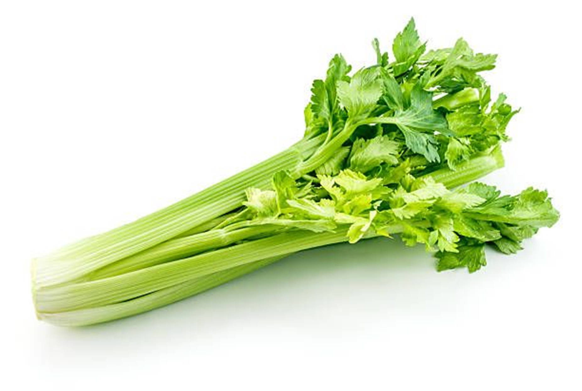 Simple Celery Plant On White Wallpaper