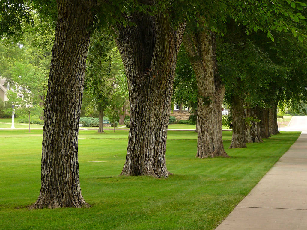 Simple Colorado State University Park Wallpaper