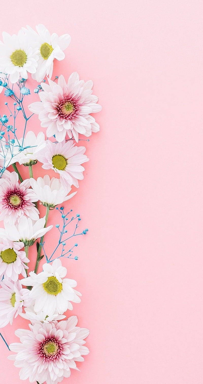 Simple Hd Flowers In Pink Wallpaper